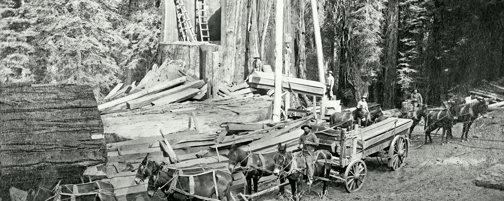 General-Noble-a-giant-sequoia-tree-in-Converse-Basin-Grove-loadingthewagon public domain-min